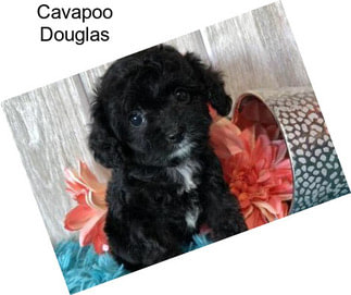 Cavapoo Douglas