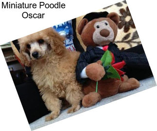 Miniature Poodle Oscar