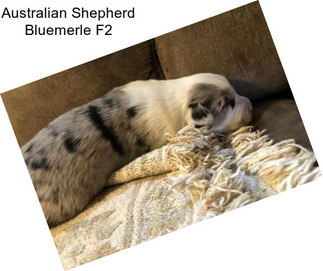 Australian Shepherd Bluemerle F2