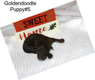 Goldendoodle Puppy#5