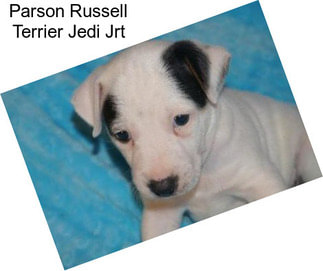 Parson Russell Terrier Jedi Jrt