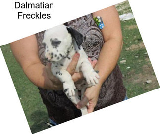 Dalmatian Freckles