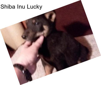 Shiba Inu Lucky