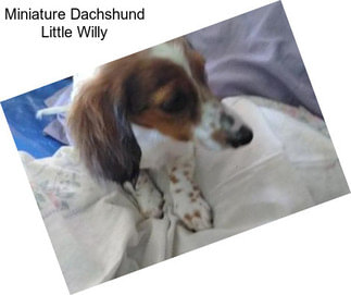 Miniature Dachshund Little Willy