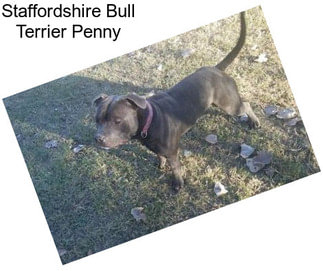 Staffordshire Bull Terrier Penny