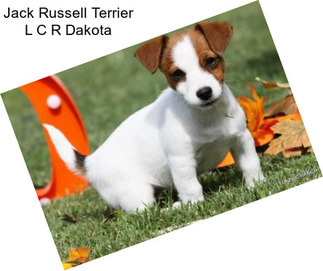 Jack Russell Terrier L C R Dakota