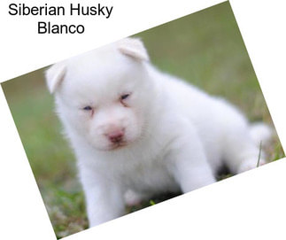 Siberian Husky Blanco