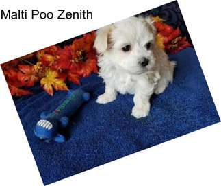 Malti Poo Zenith