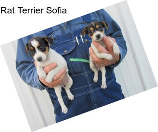 Rat Terrier Sofia