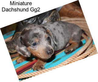 Miniature Dachshund Gg2