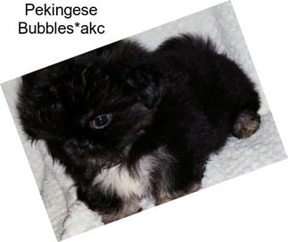 Pekingese Bubbles*akc