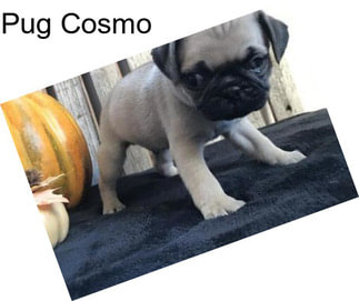 Pug Cosmo