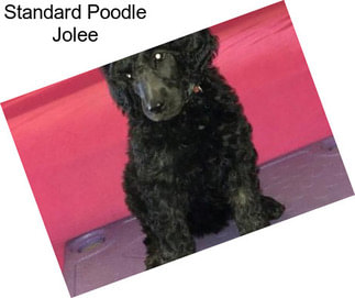 Standard Poodle Jolee