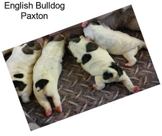English Bulldog Paxton