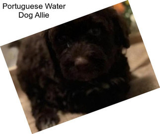 Portuguese Water Dog Allie