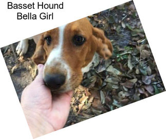 Basset Hound Bella Girl