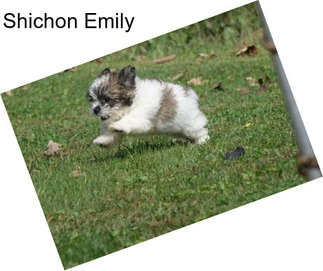 Shichon Emily