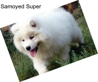 Samoyed Super