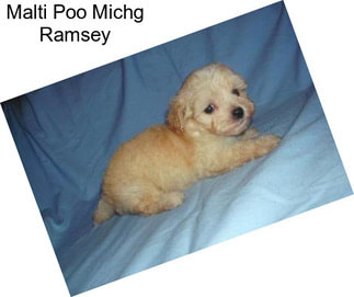 Malti Poo Michg Ramsey