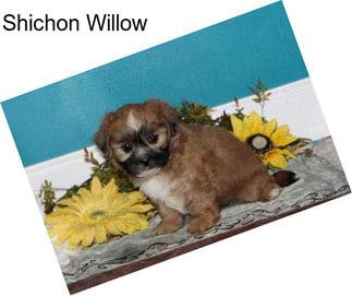 Shichon Willow