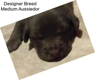 Designer Breed Medium Aussiedor