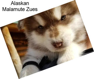 Alaskan Malamute Zues