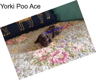 Yorki Poo Ace