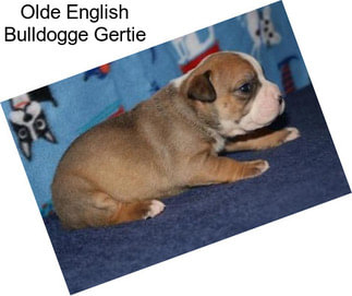 Olde English Bulldogge Gertie