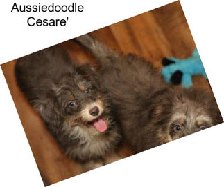 Aussiedoodle Cesare\'