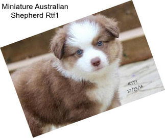 Miniature Australian Shepherd Rtf1