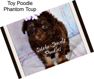 Toy Poodle Phantom Tcup