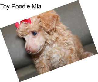 Toy Poodle Mia