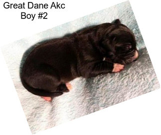 Great Dane Akc Boy #2