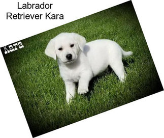 Labrador Retriever Kara