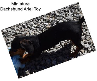 Miniature Dachshund Ariel Toy