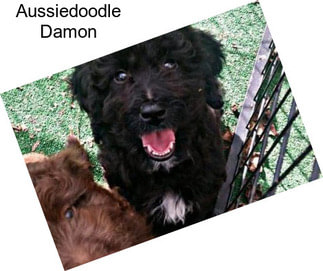 Aussiedoodle Damon