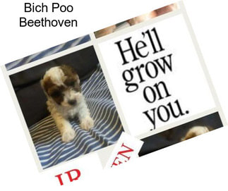 Bich Poo Beethoven