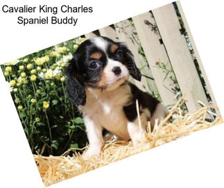Cavalier King Charles Spaniel Buddy