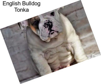 English Bulldog Tonka