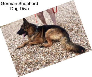 German Shepherd Dog Diva