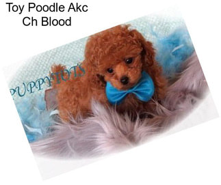 Toy Poodle Akc Ch Blood