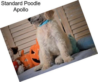 Standard Poodle Apollo