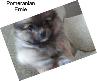 Pomeranian Ernie