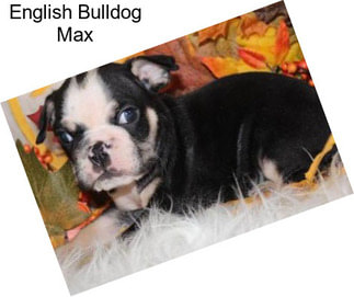 English Bulldog Max