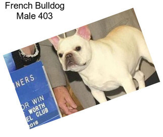 French Bulldog Male 403
