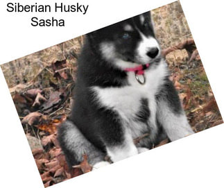 Siberian Husky Sasha