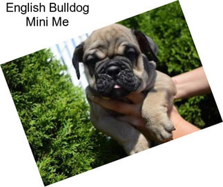 English Bulldog Mini Me