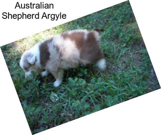 Australian Shepherd Argyle