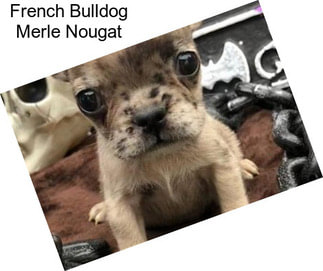 French Bulldog Merle Nougat