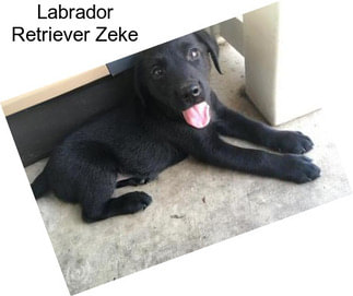 Labrador Retriever Zeke